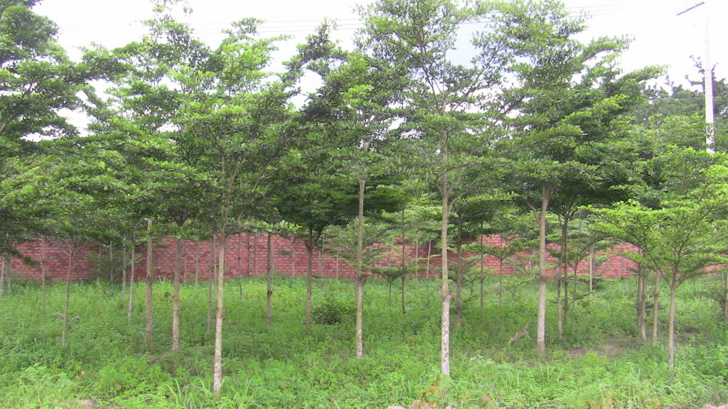 Bang Dai Loan