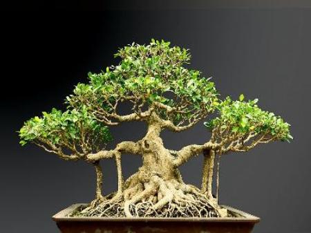Cay Gua Bonsai