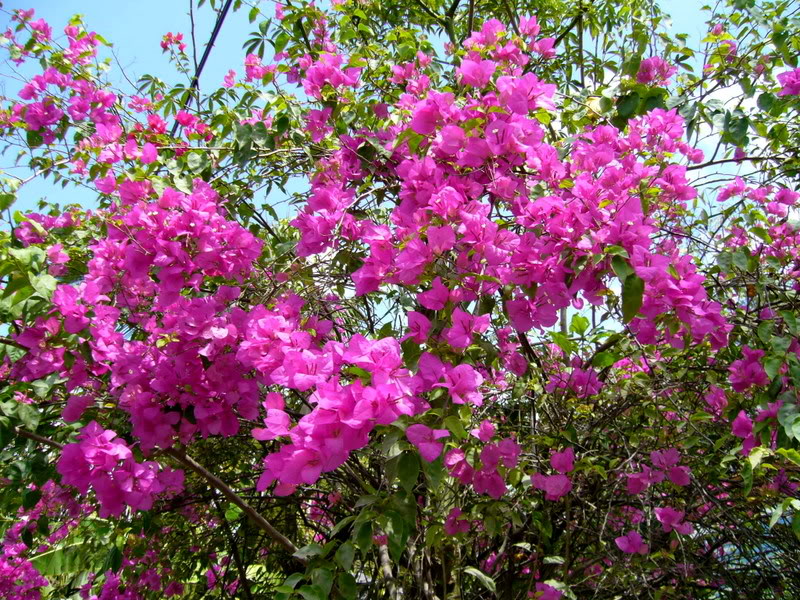 Hoa giay