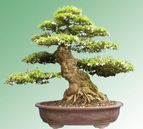Mai Chieu Thuy Bonsai